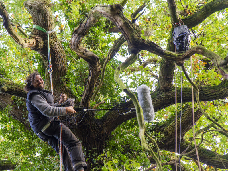 Amongst gnarled branches of a big leafy oak tree, sound artist Thor McIntyre Burnie sits suspended in a harness, holding a boom mic grinning